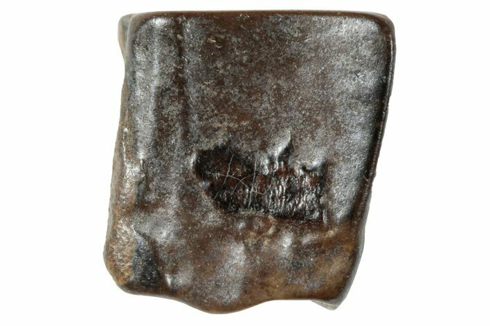 Fossil Hadrosaur (Duck-Billed Dinosaur) Shed Tooth - Montana #263860